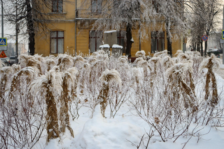 Дерева мерзнуть, місто завмирає: зимові Чернівці очима зелентресту