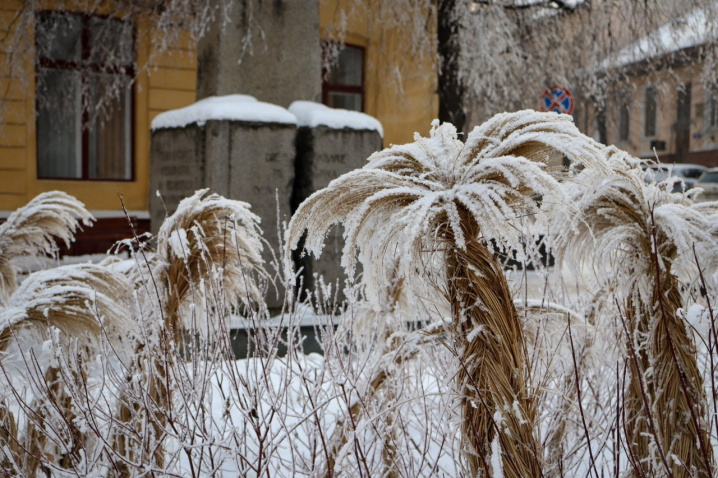 Дерева мерзнуть, місто завмирає: зимові Чернівці очима зелентресту