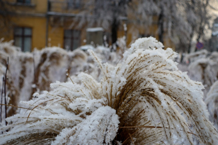Дерева мерзнуть, місто завмирає: зимові Чернівці очима зелентресту