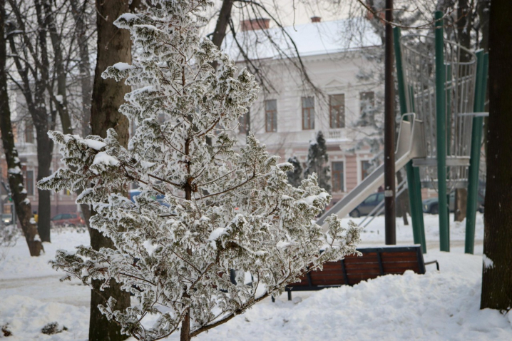 Дерева мерзнуть, місто завмирає: зимові Чернівці очима зелентресту