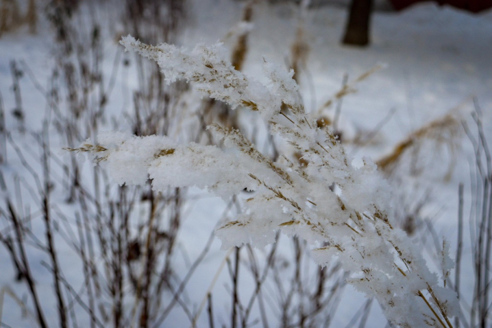 Дерева мерзнуть, місто завмирає: зимові Чернівці очима зелентресту