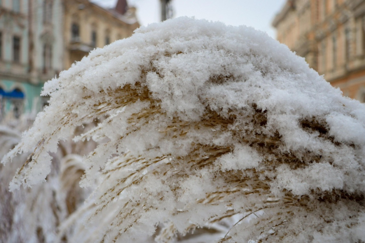 Дерева мерзнуть, місто завмирає: зимові Чернівці очима зелентресту
