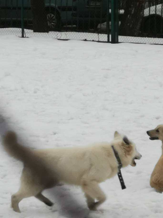 У Чернівцях шукають власника собаки, яку помітили у центрі міста
