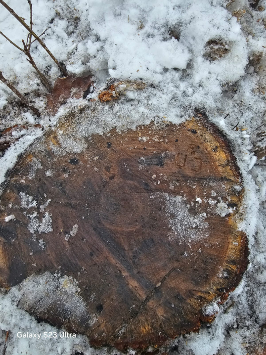 На Буковині чоловік незаконно зрізав п'ять дубів на понад 200 тисяч гривень