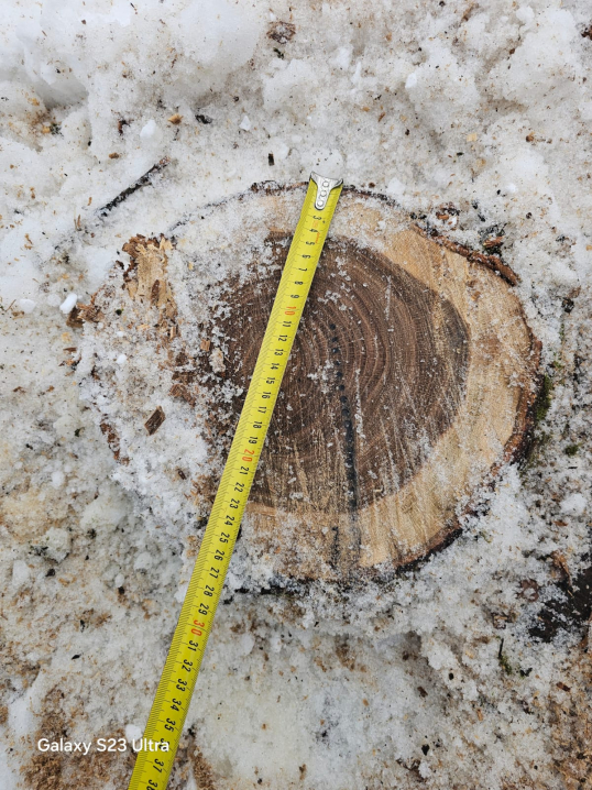 На Буковині чоловік незаконно зрізав п'ять дубів на понад 200 тисяч гривень