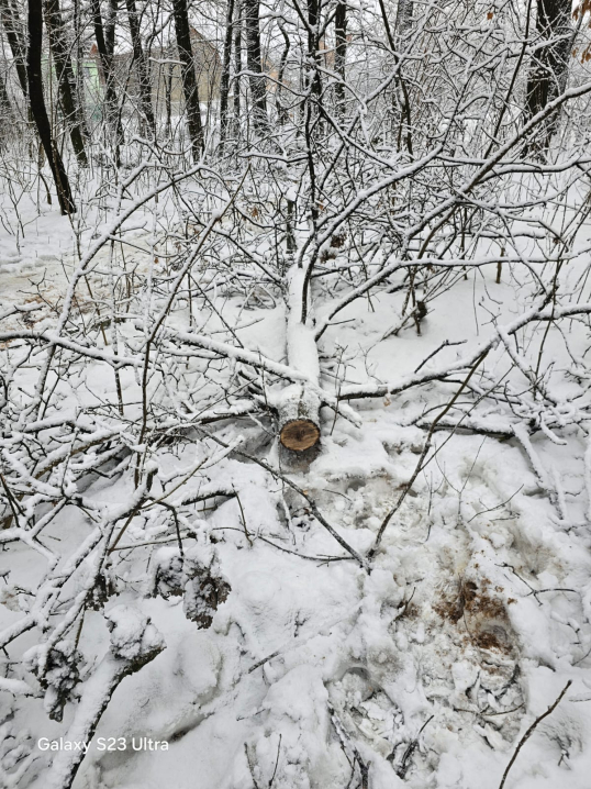 На Буковині чоловік незаконно зрізав п'ять дубів на понад 200 тисяч гривень