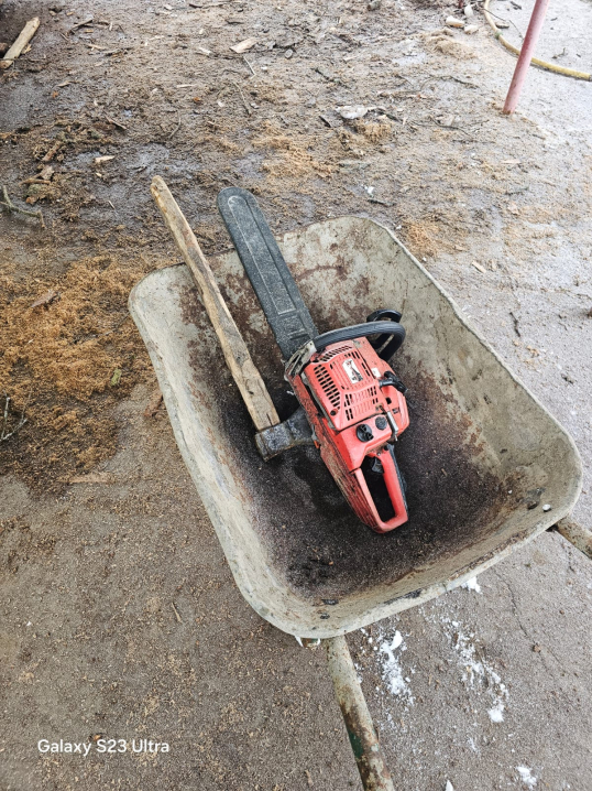 На Буковині чоловік незаконно зрізав п'ять дубів на понад 200 тисяч гривень