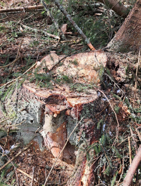 На Буковині невідомі вирубали дерев на майже 1,3 млн грн