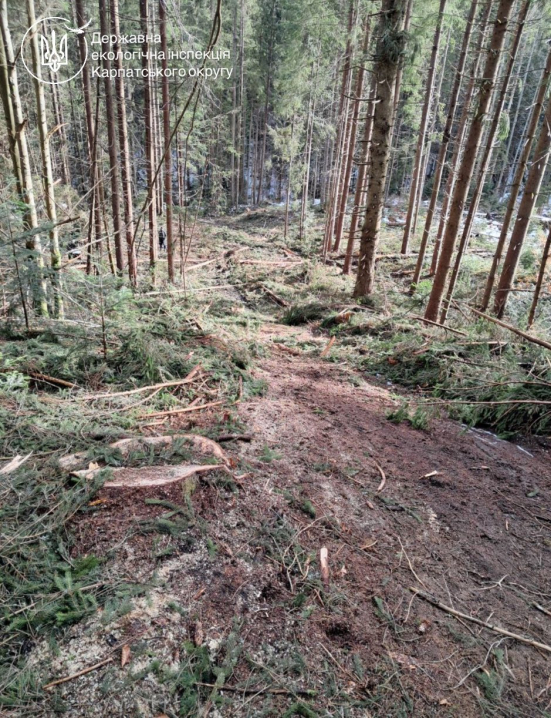 На Буковині невідомі вирубали дерев на майже 1,3 млн грн