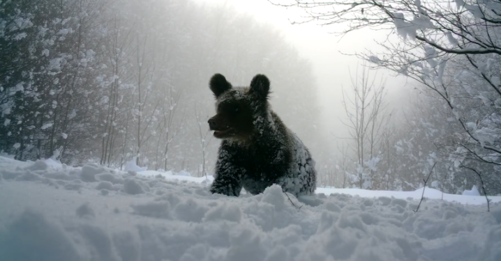 На Закарпатті зафіксували ведмедів, які не сплять узимку: чим це небезпечно На Закарпатті зафіксували ведмедів, які не сплять узимку: чим це небезпечно