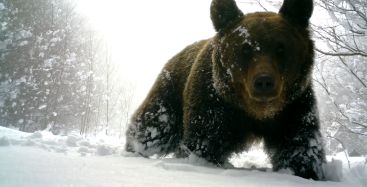На Закарпатті зафіксували ведмедів, які не сплять узимку: чим це небезпечно На Закарпатті зафіксували ведмедів, які не сплять узимку: чим це небезпечно