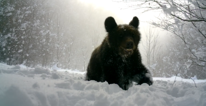 На Закарпатті зафіксували ведмедів, які не сплять узимку: чим це небезпечно На Закарпатті зафіксували ведмедів, які не сплять узимку: чим це небезпечно