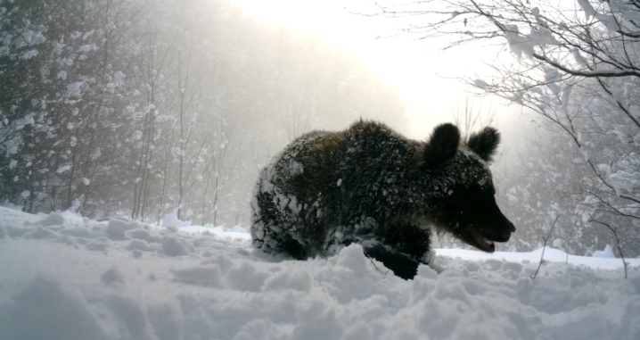 На Закарпатті зафіксували ведмедів, які не сплять узимку: чим це небезпечно На Закарпатті зафіксували ведмедів, які не сплять узимку: чим це небезпечно