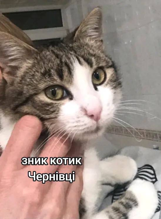 У Чернівцях розшукують кота на ім’я Сем: улюбленець зник на Героїв Майдану У Чернівцях розшукують кота на ім’я Сем: улюбленець зник на Героїв Майдану