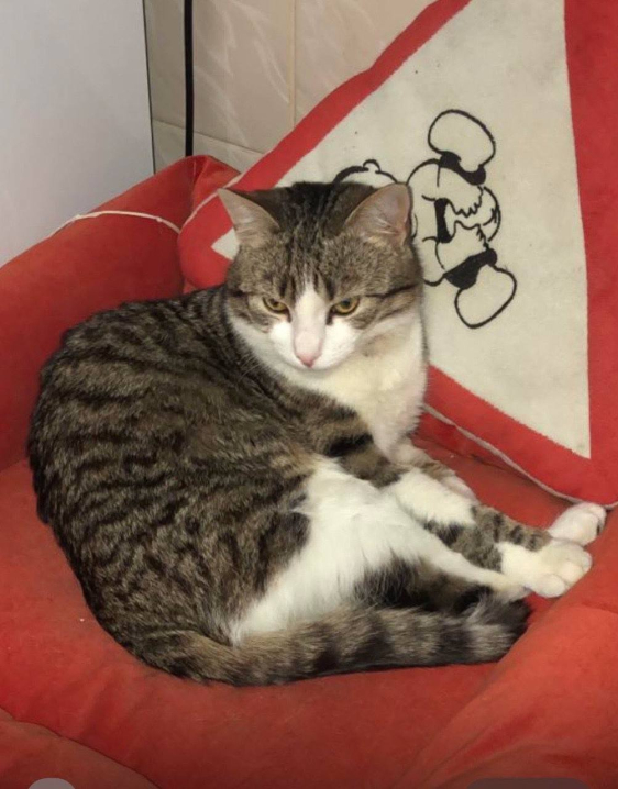 У Чернівцях розшукують кота на ім’я Сем: улюбленець зник на Героїв Майдану У Чернівцях розшукують кота на ім’я Сем: улюбленець зник на Героїв Майдану