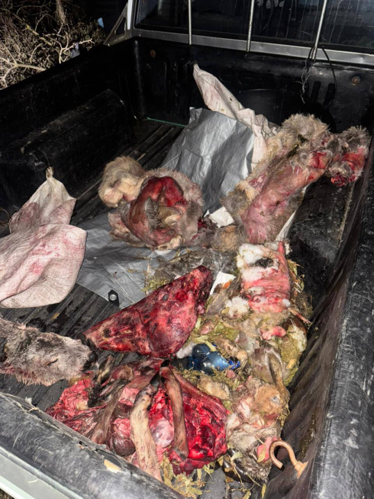 На Заставнівщині затримали браконьєрів зі зброєю та тушами тварин