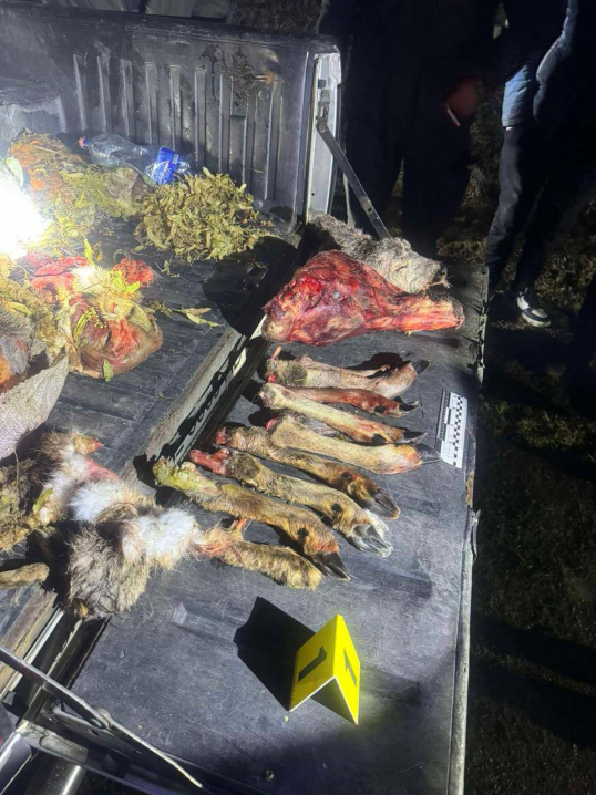 На Заставнівщині затримали браконьєрів зі зброєю та тушами тварин