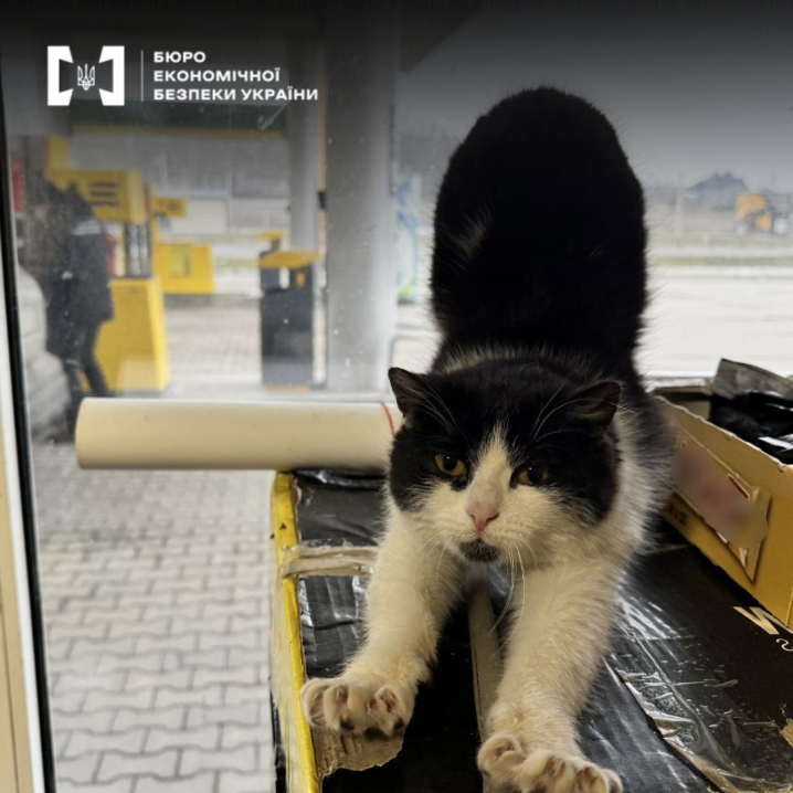 Вилучили понад 60 тис. літрів пального: на Буковині викрили три підпільні заправки