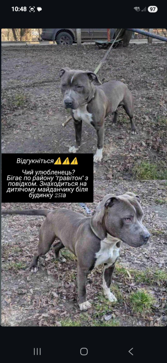 У Чернівцях на Гравітоні загубився великий собака: шукають господарів
