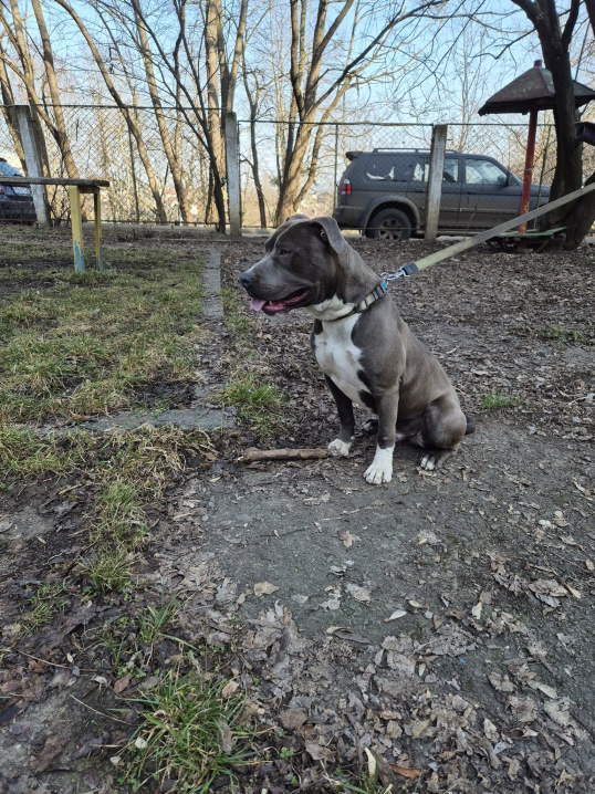 У Чернівцях на Гравітоні загубився великий собака: шукають господарів