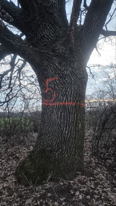 У Мамализі вирубують столітній ліс