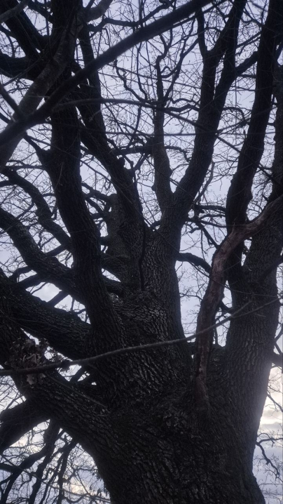 У Мамализі вирубують столітній ліс