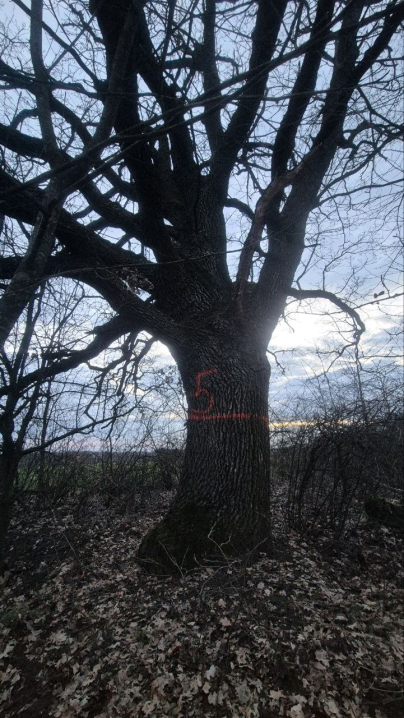 У Мамализі вирубують столітній ліс