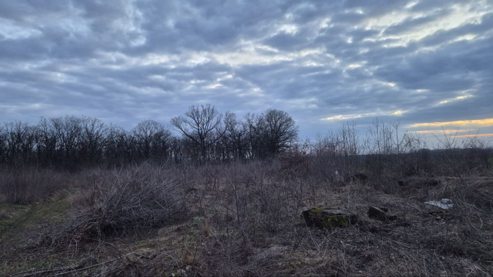 У Мамализі вирубують столітній ліс