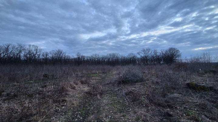 У Мамализі вирубують столітній ліс