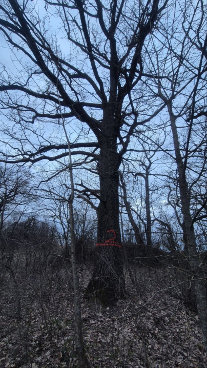 У Мамализі вирубують столітній ліс