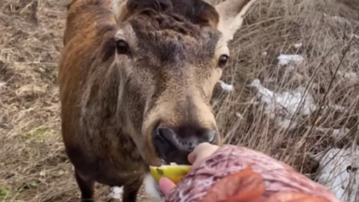Відомого оленя Бориса з Рівненщини збило авто: в рогатого перелом ноги, йому роблять уколи Відомого оленя Бориса з Рівненщини збило авто: в рогатого перелом ноги, йому роблять уколи