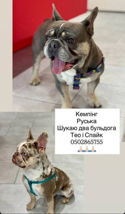 У Чернівцях зникли два бульдога. Собаки втекли в районі Кемпінгу та вулиці Руської У Чернівцях зникли два бульдога. Собаки втекли в районі Кемпінгу та вулиці Руської