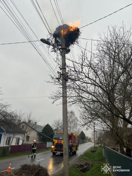 У Чернівцях через загорання електропроводів спалахнуло гніздо лелеки