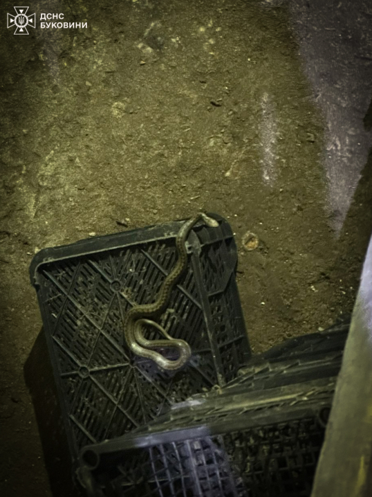 На Буковині горів будинок, квартира та суха трава На Буковині горів будинок, квартира та суха трава