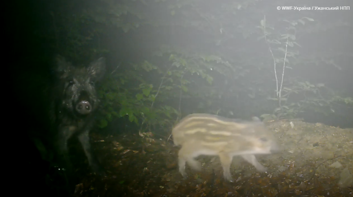 «Смугасте поповнення»: у Карпатах на відео зафіксували родину диких кабанів