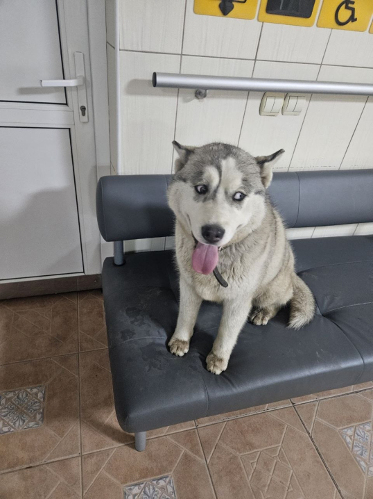 У Чернівцях у лікарні на Фастівській перебуває загублений собака: шукають власників У Чернівцях у лікарні на Фастівській перебуває загублений собака: шукають власників