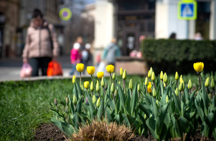 Квітневі Чернівці у об'єктиві чернівецького фотографа Квітневі Чернівці у об'єктиві чернівецького фотографа