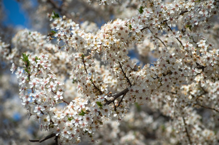 Квітневі Чернівці у об'єктиві чернівецького фотографа Квітневі Чернівці у об'єктиві чернівецького фотографа