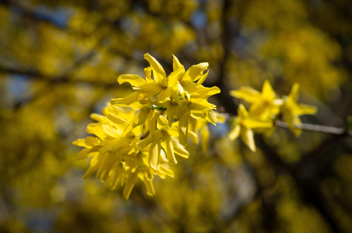 Квітневі Чернівці у об'єктиві чернівецького фотографа Квітневі Чернівці у об'єктиві чернівецького фотографа
