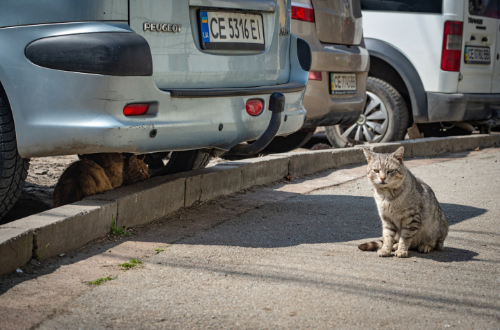 Квітневі Чернівці у об'єктиві чернівецького фотографа Квітневі Чернівці у об'єктиві чернівецького фотографа