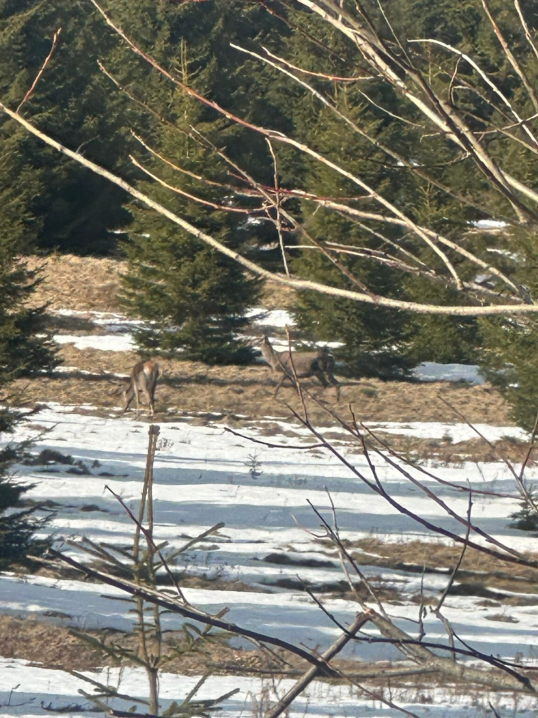Дика природа без фільтрів: стадо оленів у Карпатах потрапило в об’єктив фотопасток Дика природа без фільтрів: стадо оленів у Карпатах потрапило в об’єктив фотопасток