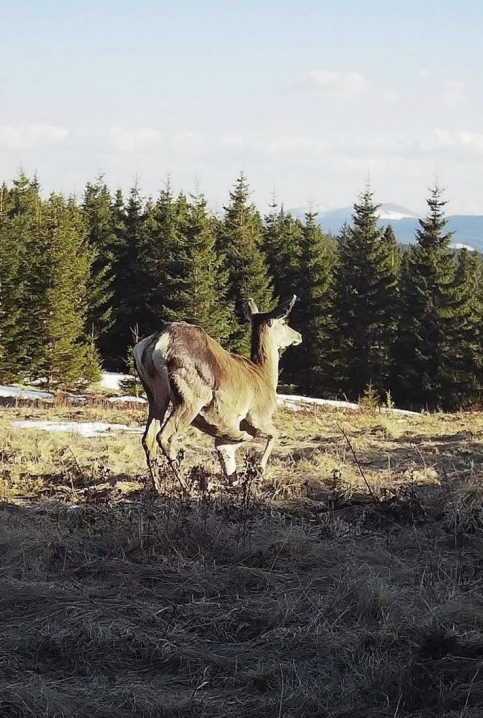 Дика природа без фільтрів: стадо оленів у Карпатах потрапило в об’єктив фотопасток Дика природа без фільтрів: стадо оленів у Карпатах потрапило в об’єктив фотопасток