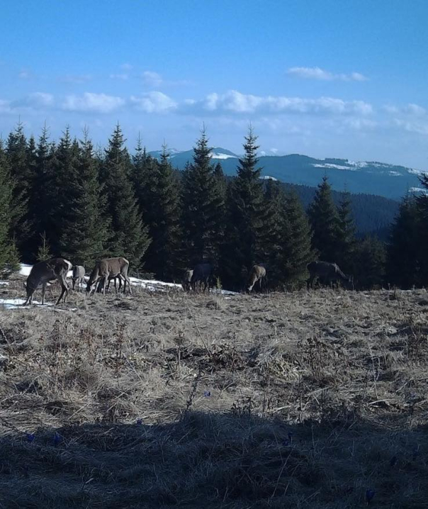 Дика природа без фільтрів: стадо оленів у Карпатах потрапило в об’єктив фотопасток Дика природа без фільтрів: стадо оленів у Карпатах потрапило в об’єктив фотопасток