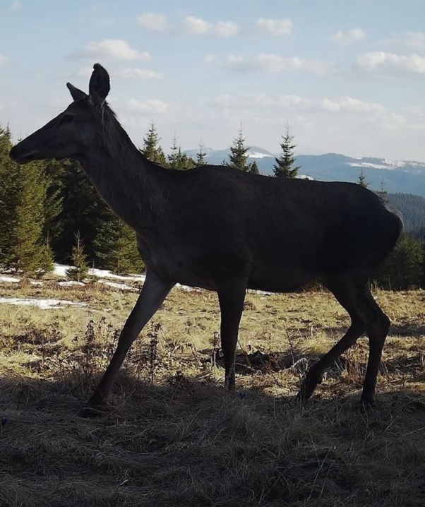Дика природа без фільтрів: стадо оленів у Карпатах потрапило в об’єктив фотопасток Дика природа без фільтрів: стадо оленів у Карпатах потрапило в об’єктив фотопасток