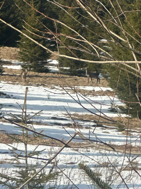 Дика природа без фільтрів: стадо оленів у Карпатах потрапило в об’єктив фотопасток Дика природа без фільтрів: стадо оленів у Карпатах потрапило в об’єктив фотопасток