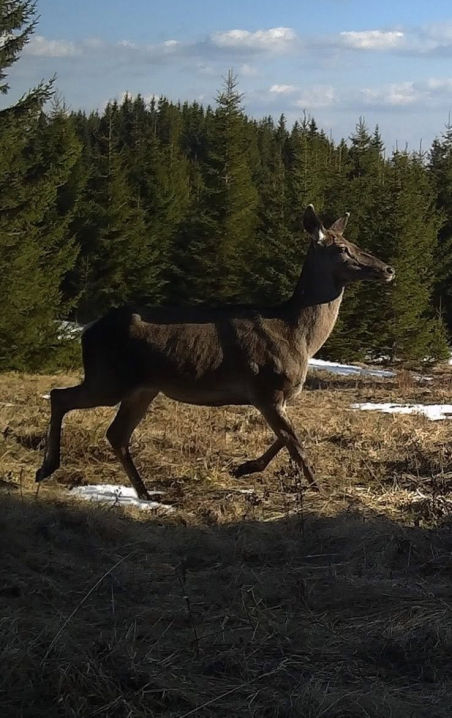 Дика природа без фільтрів: стадо оленів у Карпатах потрапило в об’єктив фотопасток Дика природа без фільтрів: стадо оленів у Карпатах потрапило в об’єктив фотопасток
