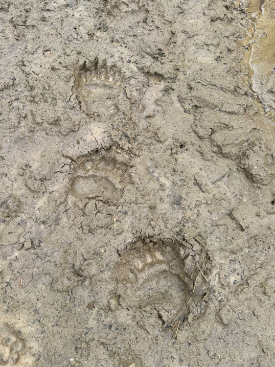 На Буковині зафіксували свіжі сліди ведмедя На Буковині зафіксували свіжі сліди ведмедя