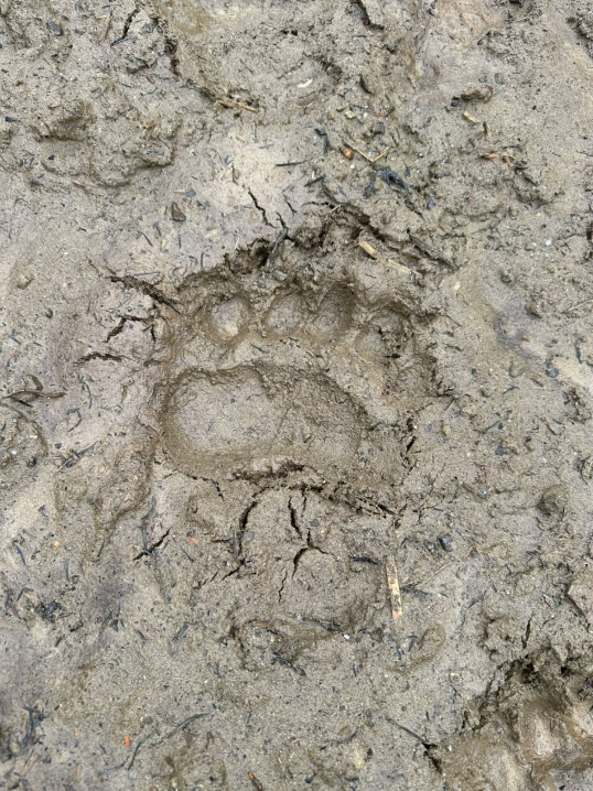 На Буковині зафіксували свіжі сліди ведмедя На Буковині зафіксували свіжі сліди ведмедя