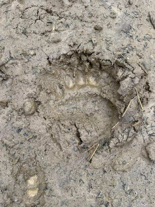 На Буковині зафіксували свіжі сліди ведмедя На Буковині зафіксували свіжі сліди ведмедя