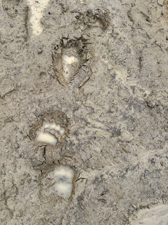 На Буковині зафіксували свіжі сліди ведмедя На Буковині зафіксували свіжі сліди ведмедя